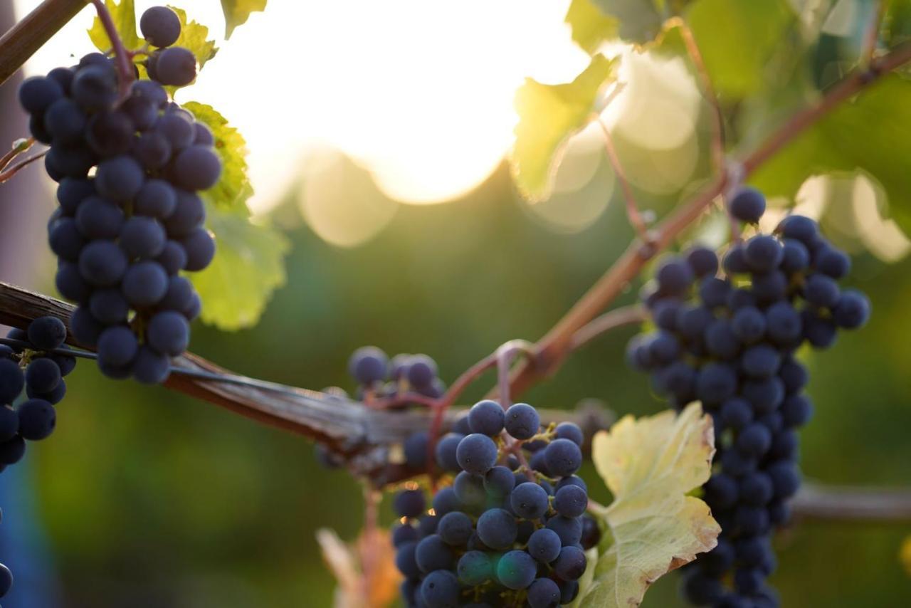 Weingut Martin Blass Erlabrunn  Exteriér fotografie